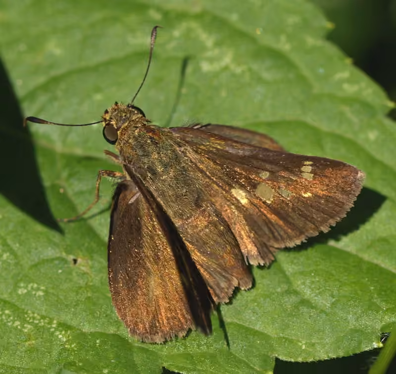 Little Glassywing, photo 1 of 5