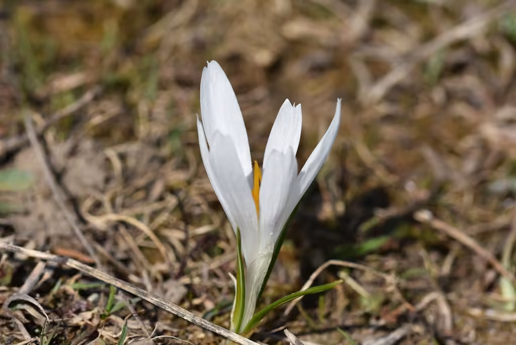 Crocus de printemps, En fleurs