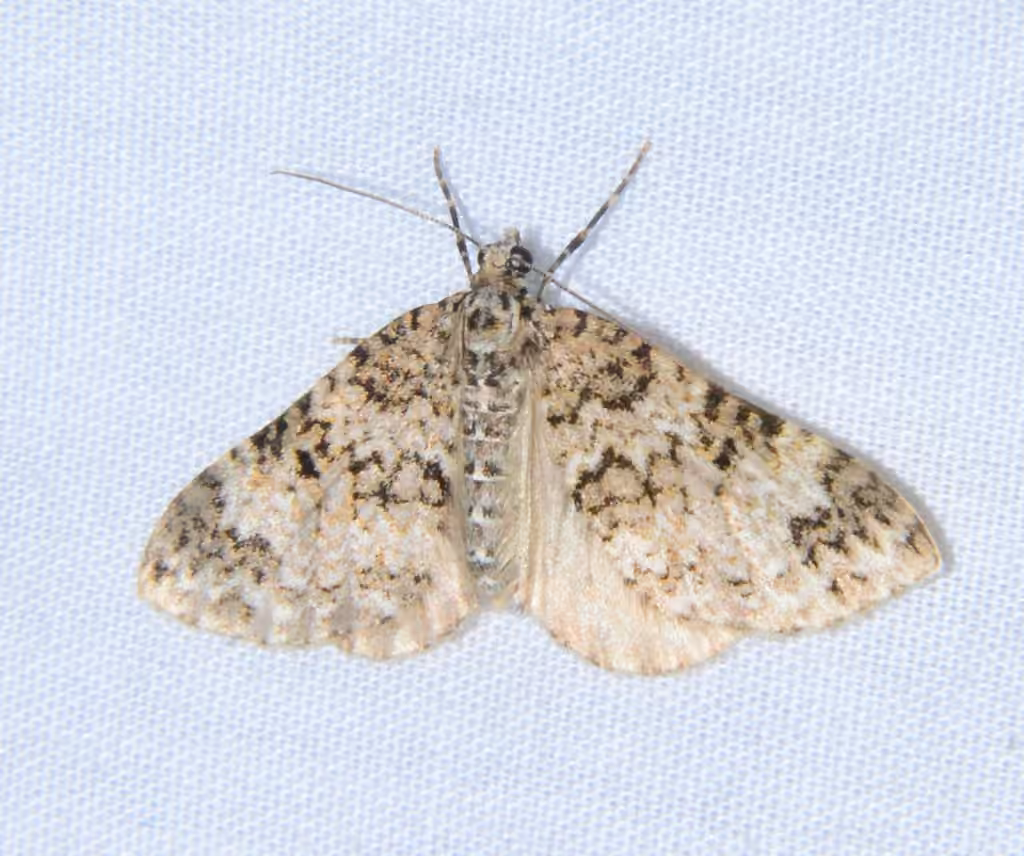 Double-banded Carpet Moth, Adulte