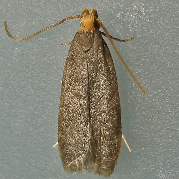 Glyphidocera lithodoxa, Adulte