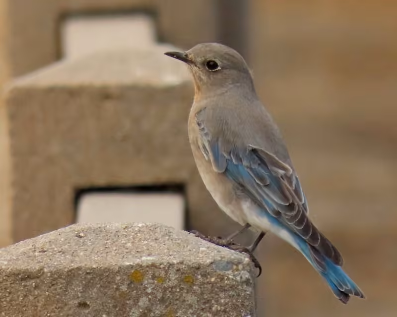 Mountain Bluebird, photo 3 of 5