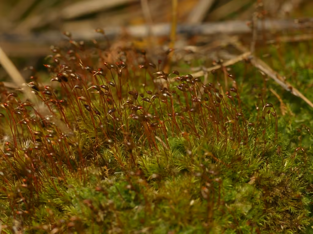 Variable Forklet-moss, photo 3 of 5