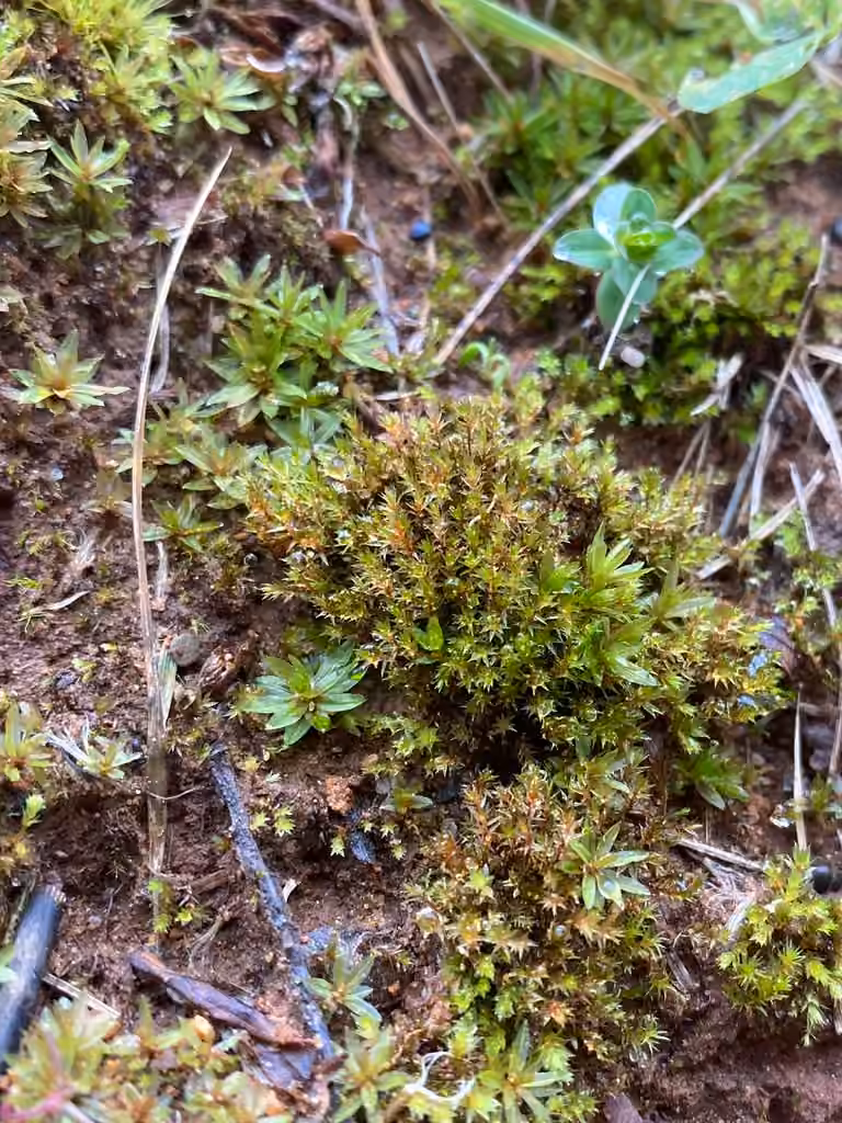 Bryum à petits tubercules, photo 2 sur 5