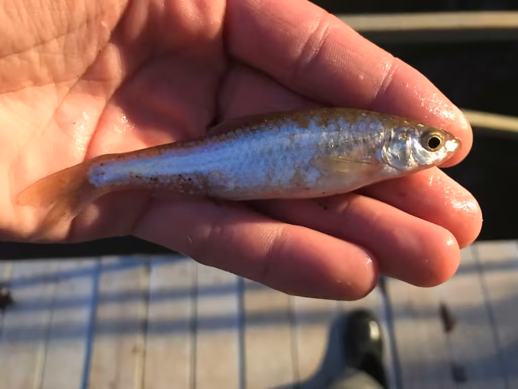 Eastern Silvery Minnow, photo 2 of 5