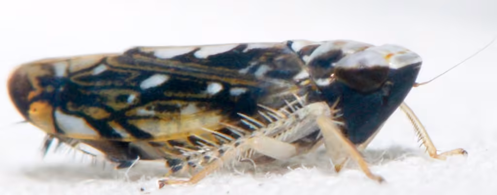 Scaphoideus melanotus, Adulte