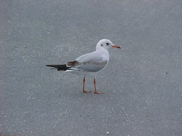Mouette rieuse, Juvénile
