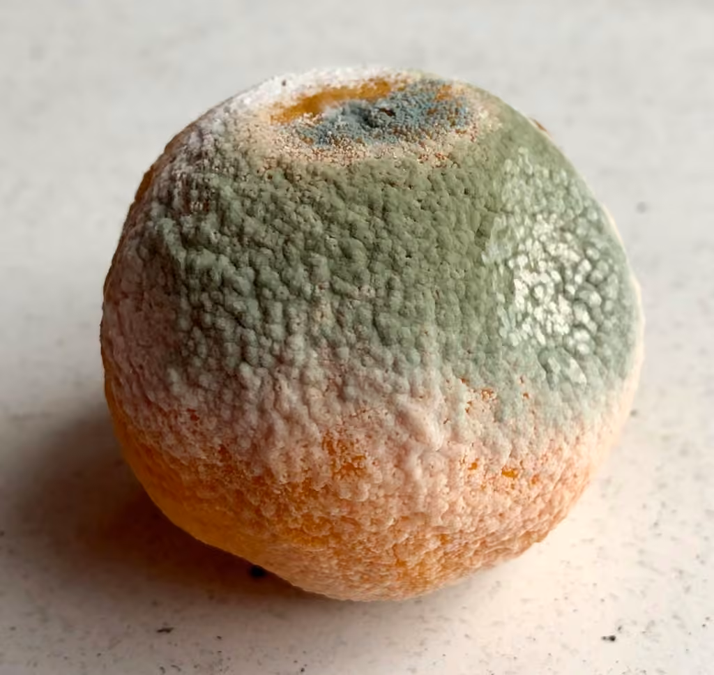 Citrus green mold