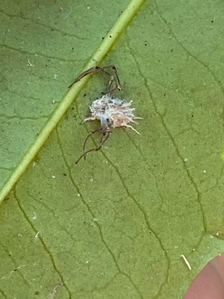 Gibellula arachnophila, photo 2 sur 5