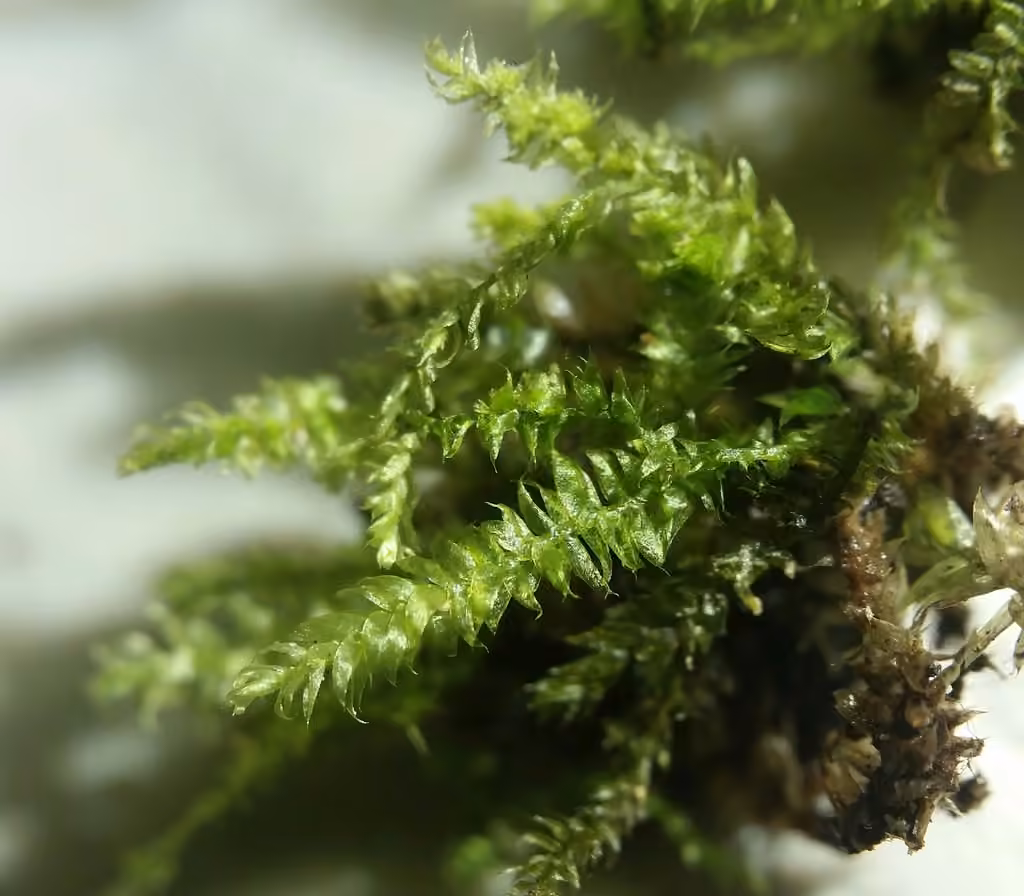 Fougerole des grottes, photo 2 sur 5