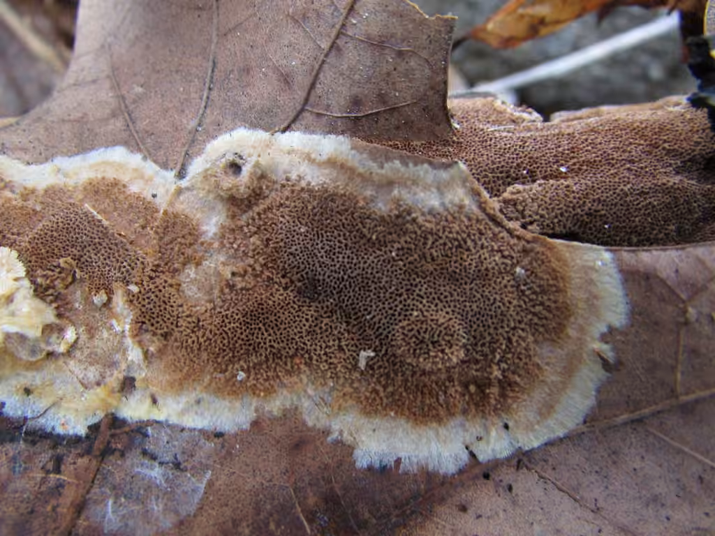 Polypore ferrugineux, photo 2 sur 5