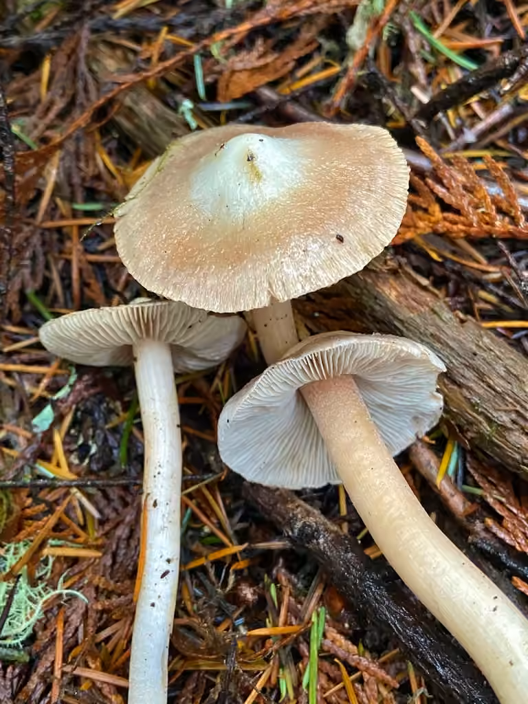 Inocybe à disque blanc, photo 1 sur 5