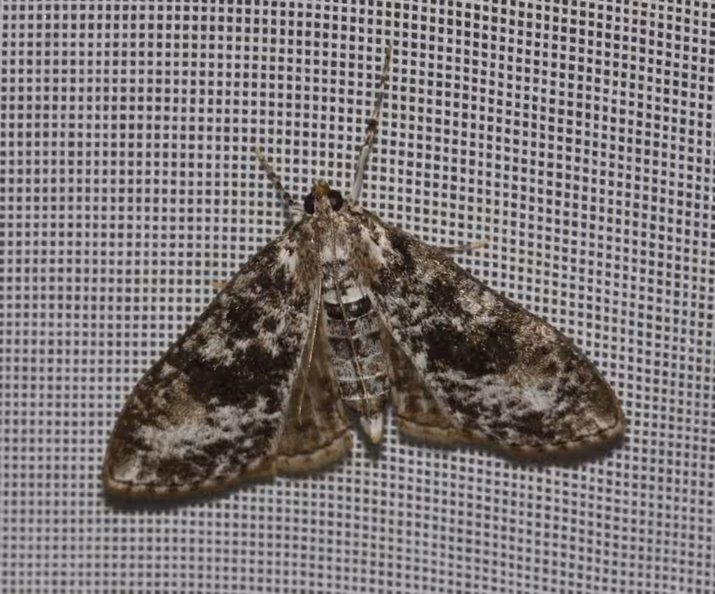 Splendid Palpita Moth, photo 1 of 5