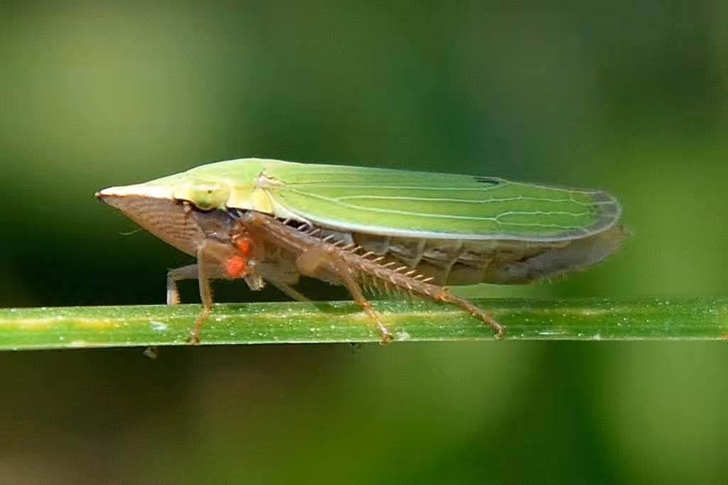 Draeculacephala constricta, Female