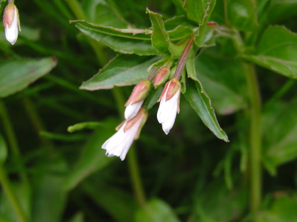 Milkflower willowherb, photo 3 of 5
