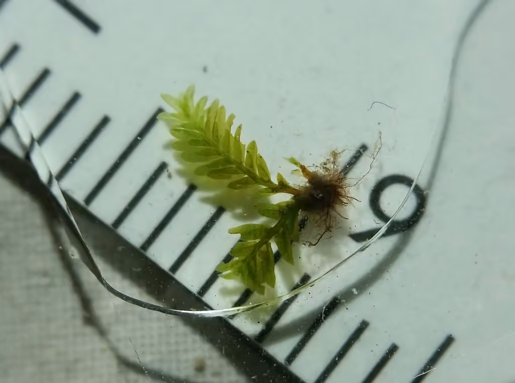 Fissident anodin, photo 2 sur 5