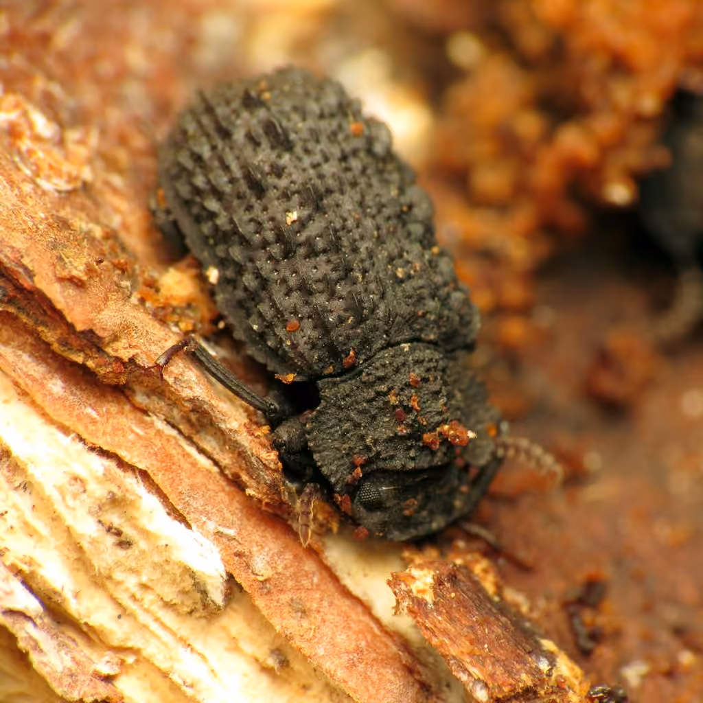 Corticolous Darkling Beetle, Adult