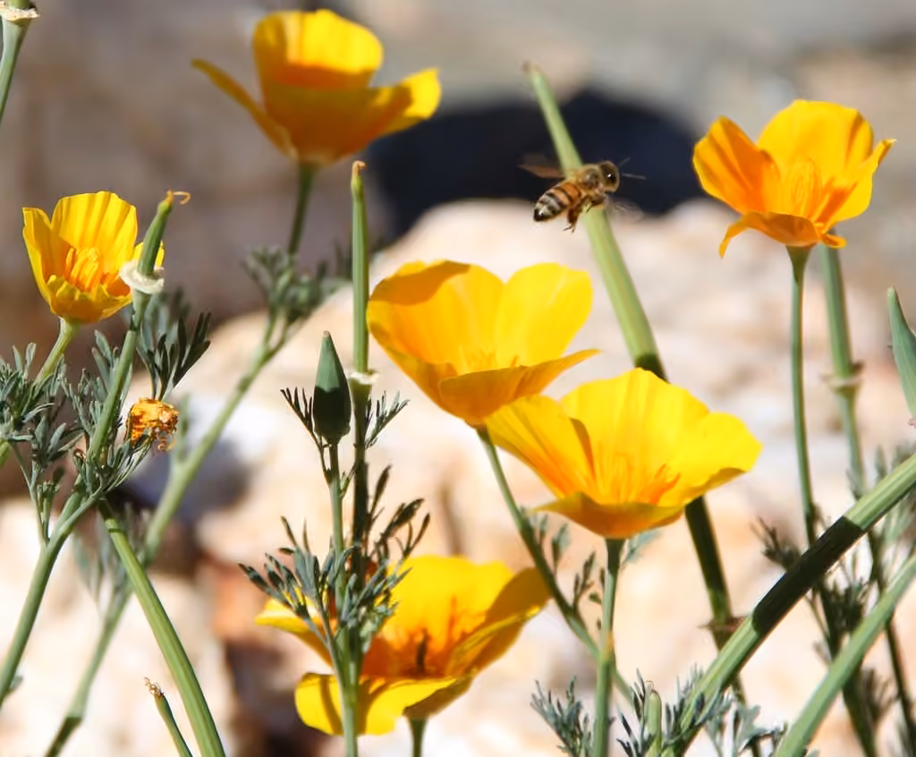 Eschscholzie de Californie, En boutons