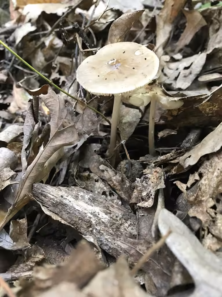 Collybie à spores limoniformes