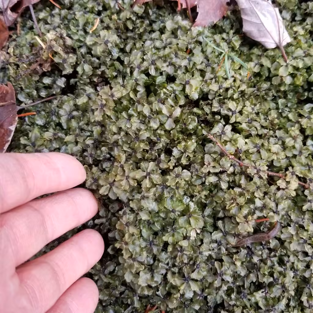 Appalachian rhizomnium moss, photo 3 of 5