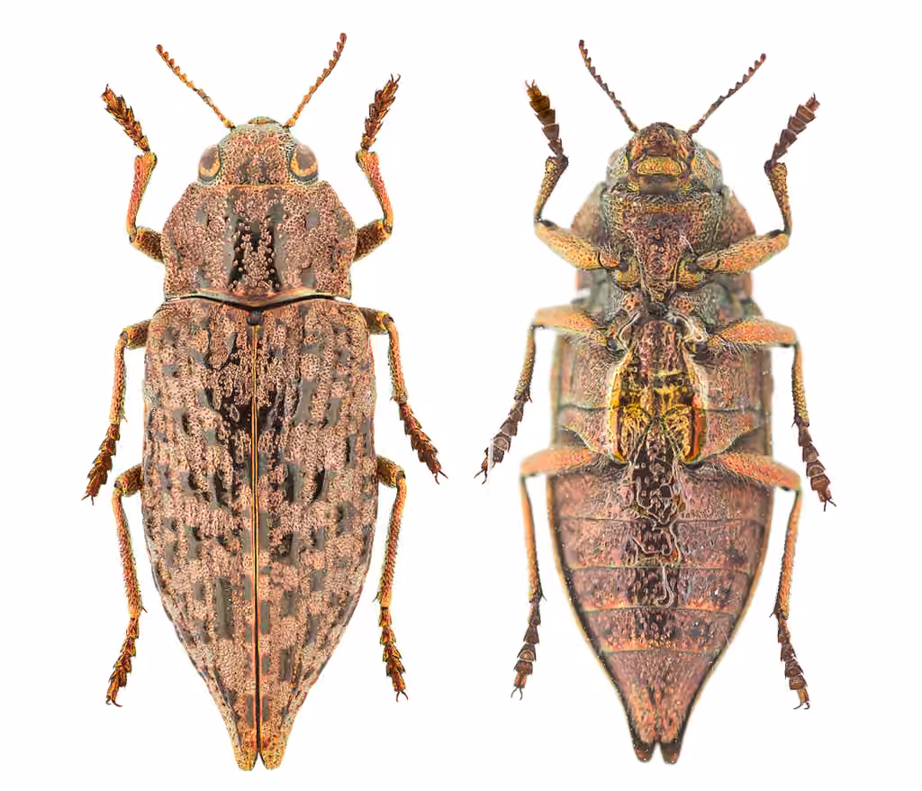 Dark Jewel Beetle