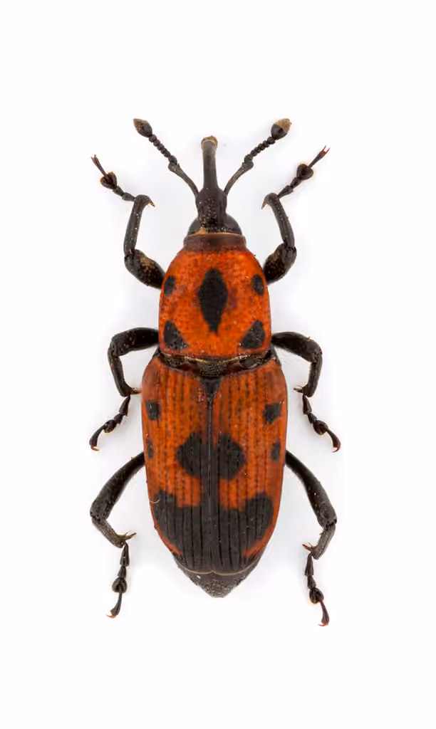 Cocklebur Weevil, photo 3 of 5