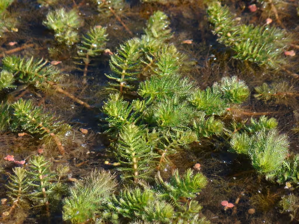 Myriophylle verticillé, photo 3 sur 5