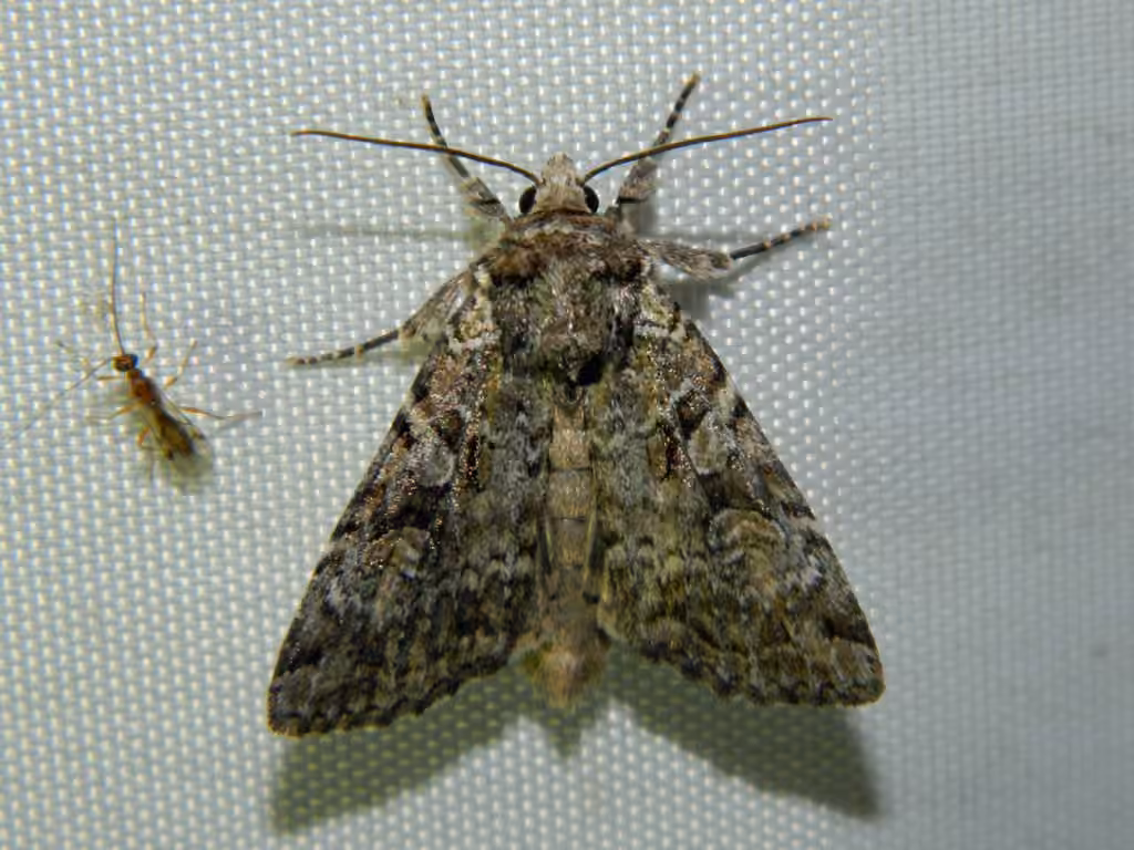 Dappled Dart, Adult