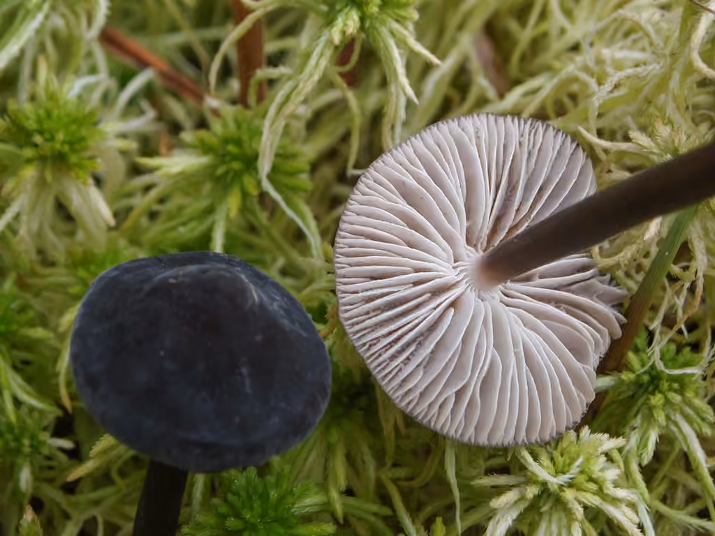Mycène à grandes spores, photo 1 sur 5