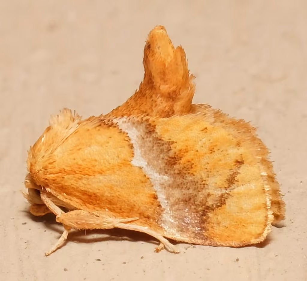 Yellow-shouldered Slug Moth, Mâle