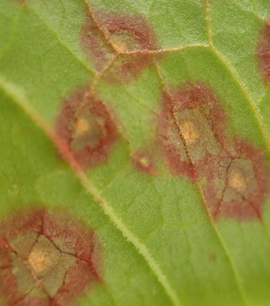Red Dock Spot