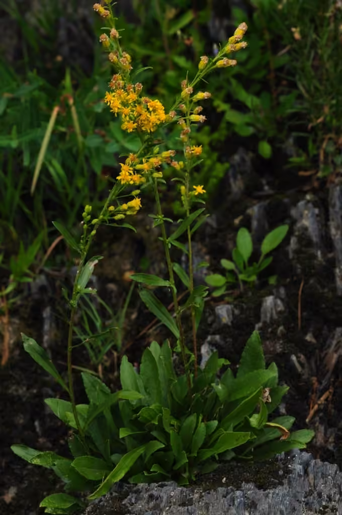 Racemose goldenrod, photo 1 of 5
