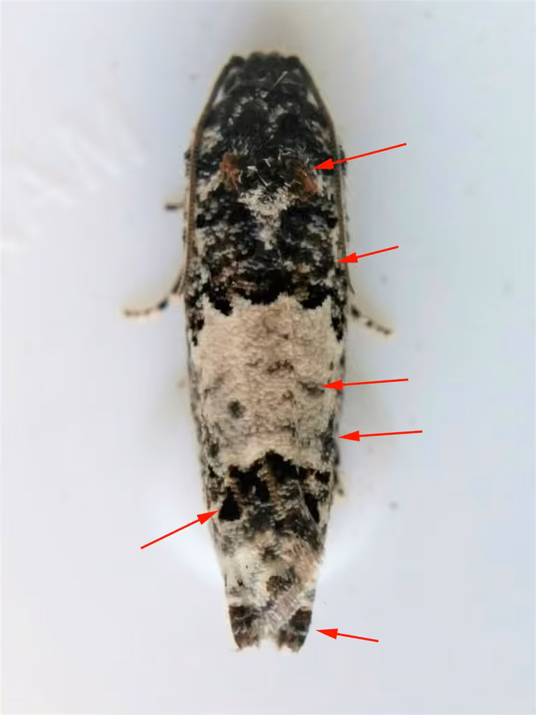 Gray-blotched Epiblema Moth, Adult
