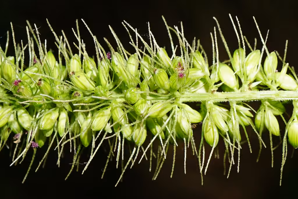 Hooked bristlegrass, In flower