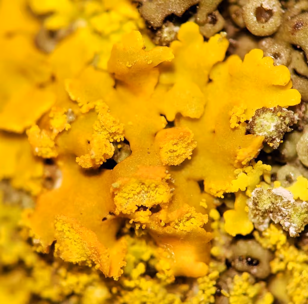 Xanthomendoze à capuchon