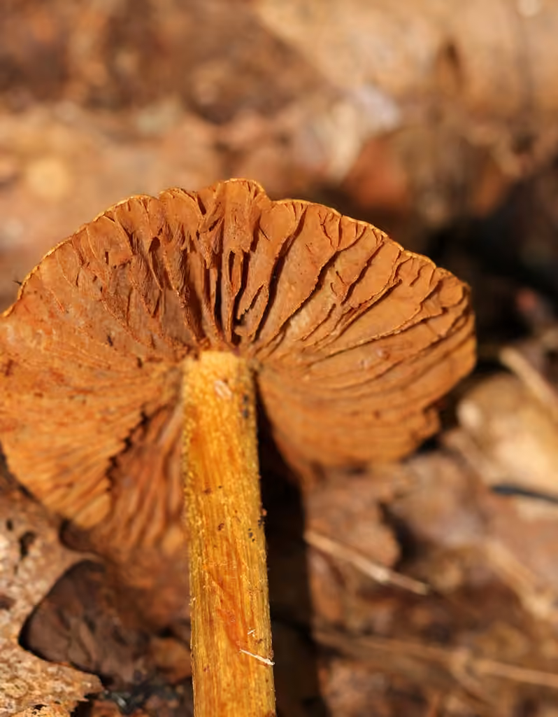 Wrinkled cortinarius, photo 2 of 5