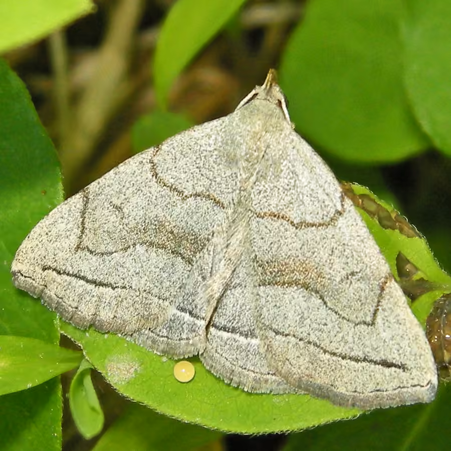 Grayish Fan-foot, photo 1 sur 5