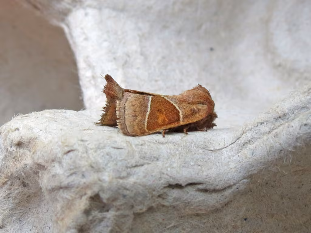 Fingered Lemmeria Moth, Adulte