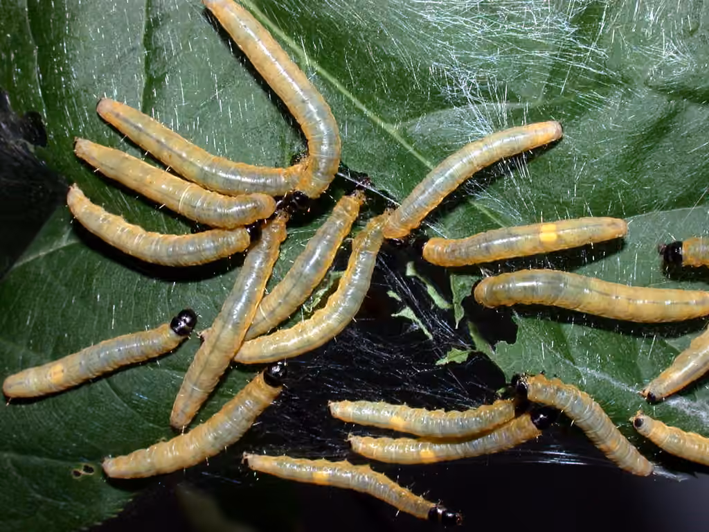 Ugly-nest Caterpillar Moth, photo 3 of 5