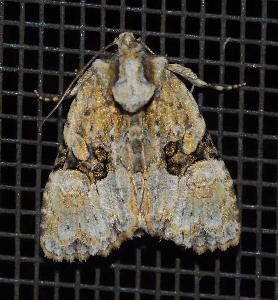 Black-banded Brocade, Adult