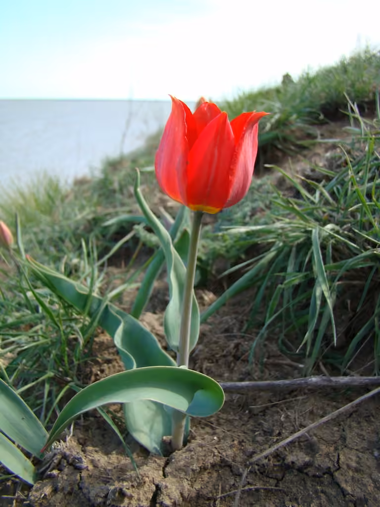 Didier's tulip, Flower buds