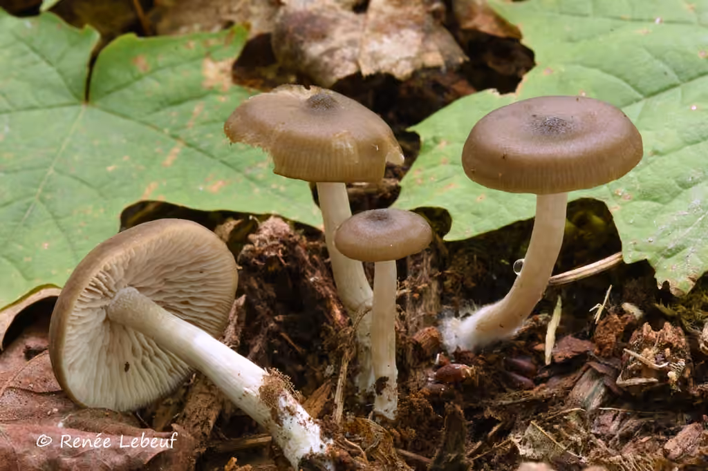 Entolome brun foncé, photo 2 sur 5