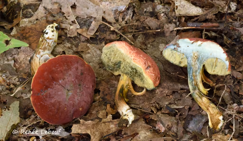 Hortiboletus flavorubellus, photo 2 of 5