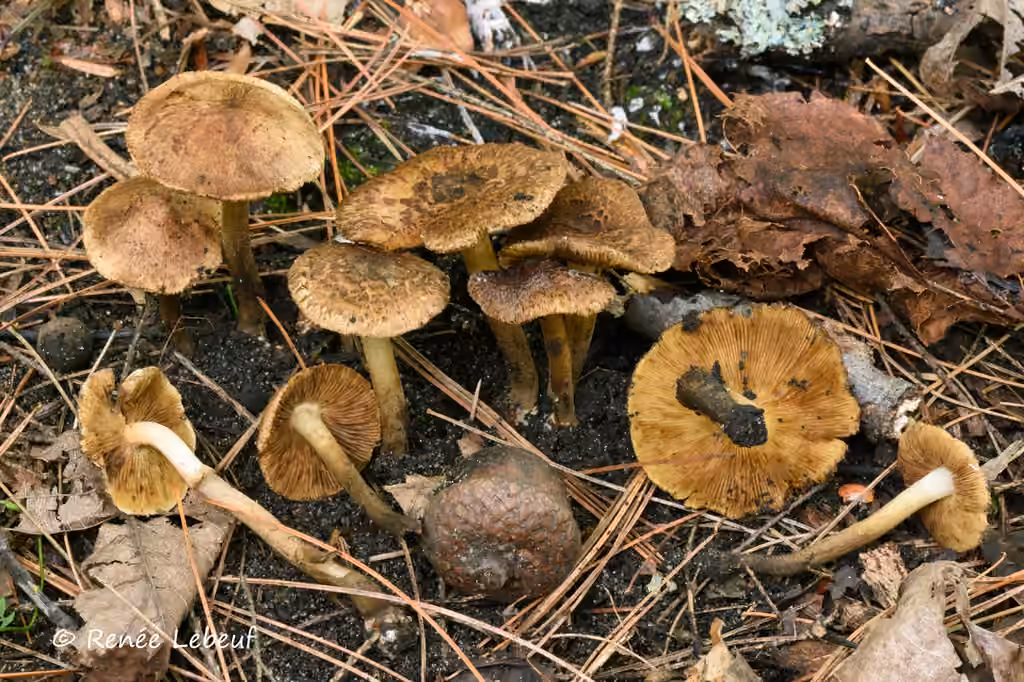 Inocybe à lames jaunes, photo 2 sur 5