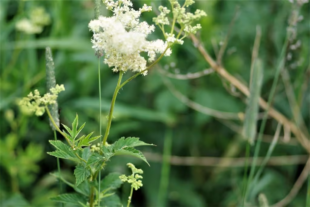 Queen of the meadow, In flower