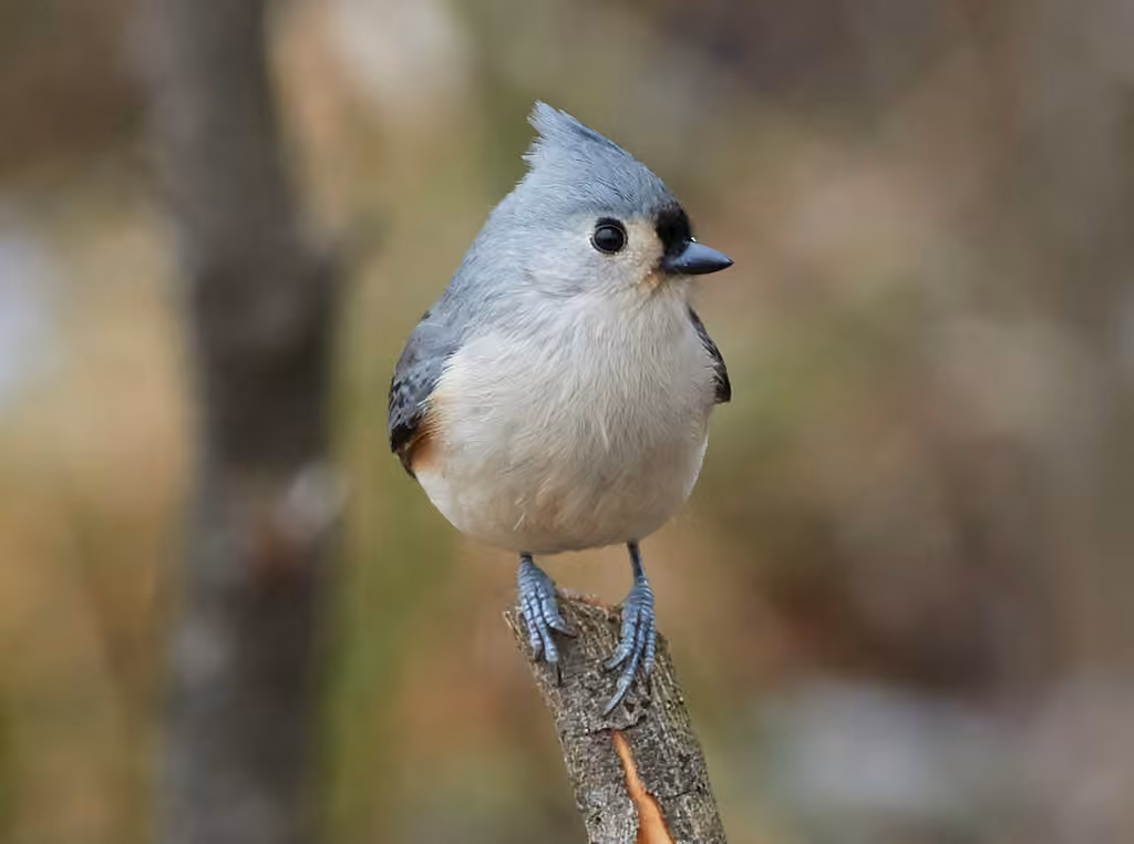 Mésange bicolore, Adulte