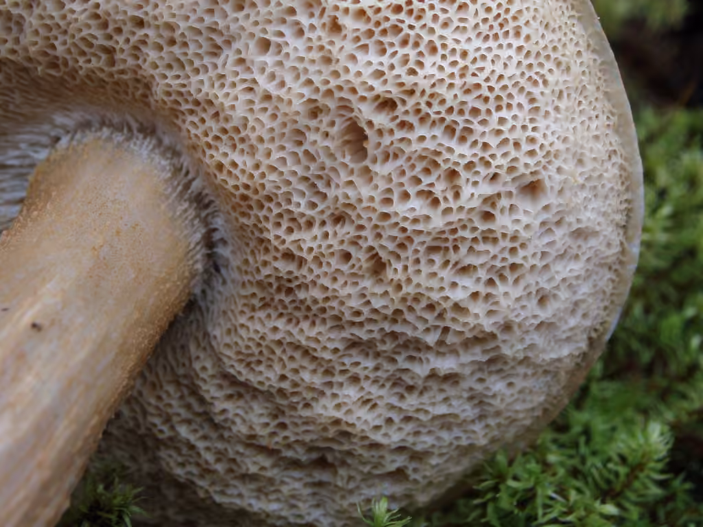 Bolet blanc des marais, photo 3 sur 5