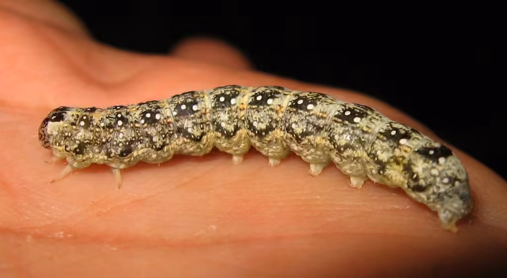 Nameless Pinion, Chenille