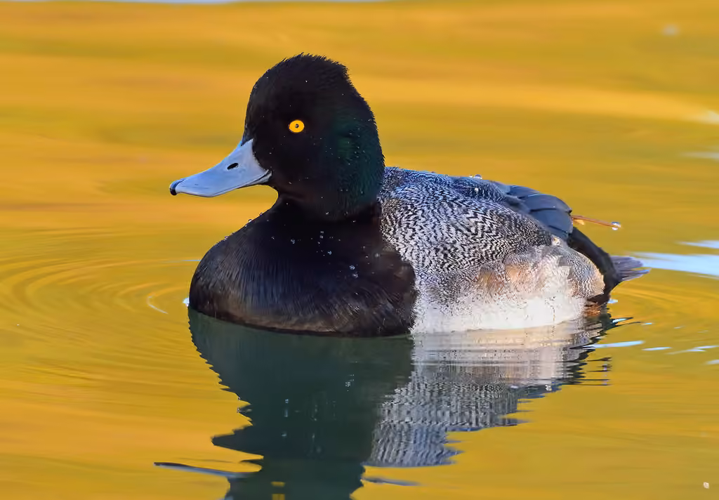 Lesser Scaup, photo 3 of 5