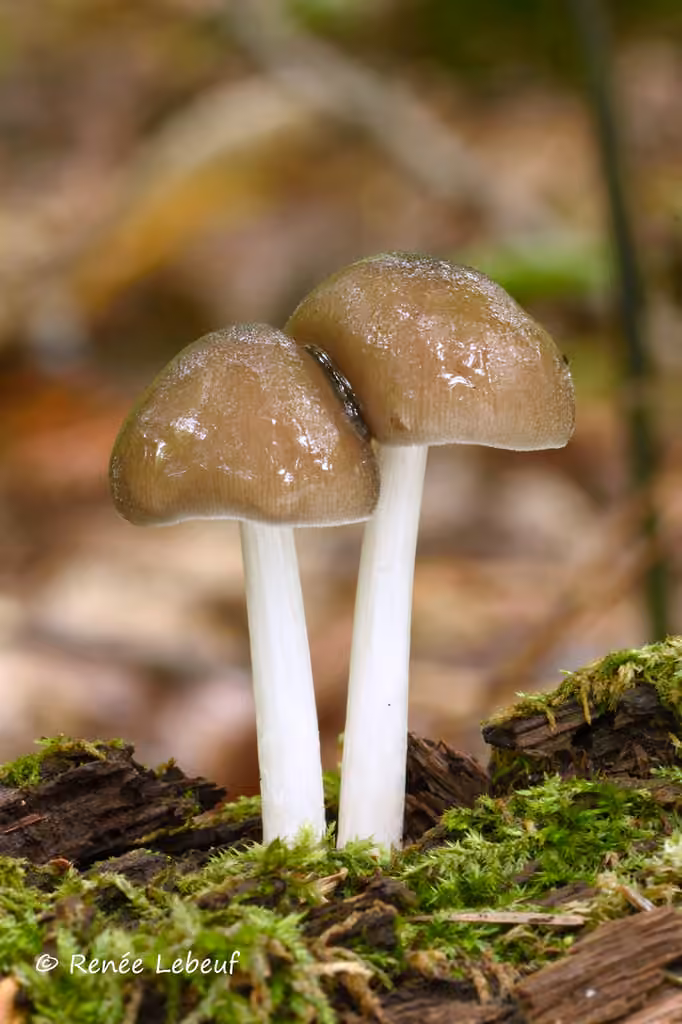 Pluteus americanus, photo 1 of 5