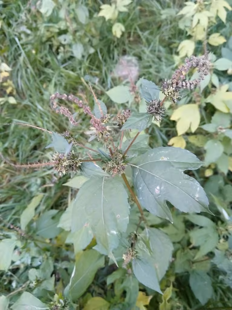 Grande herbe à poux, En fruits